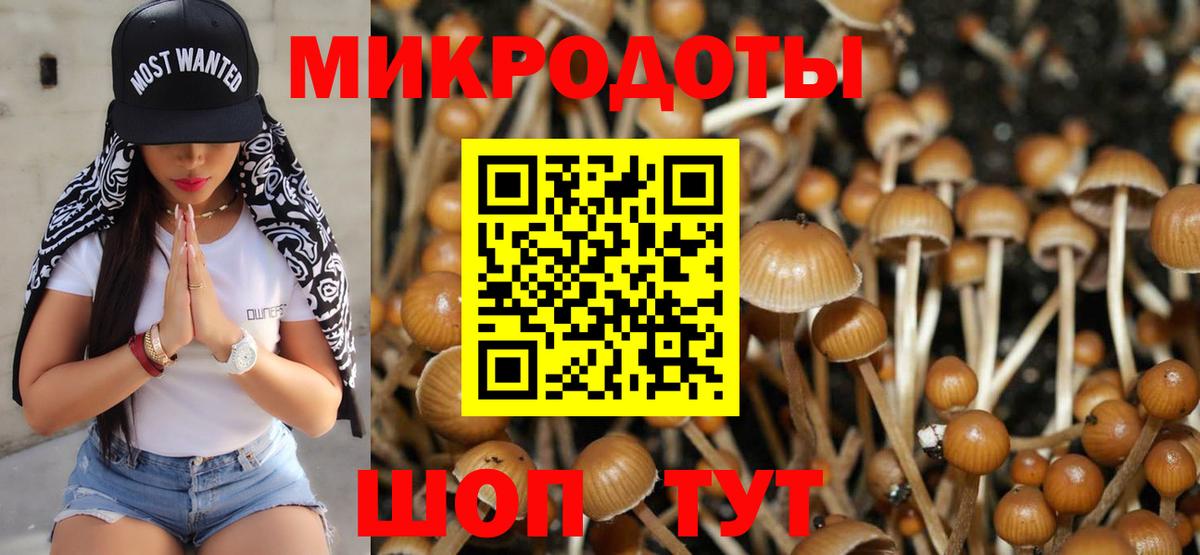 Псилоцибиновые грибы Psilocybe Заволжье